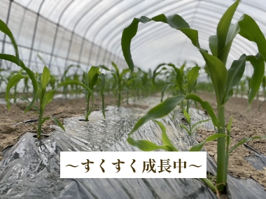 北海道名寄産スイートコーン  「ゴールドラッシュネオ」  10本箱入り