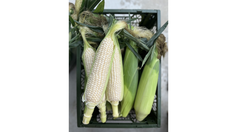 https://kawakamifarm.jp
