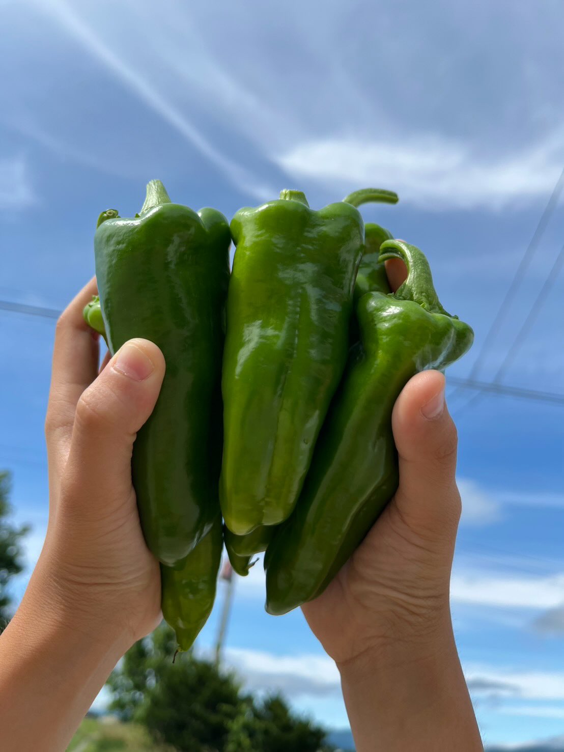 https://kawakamifarm.jp